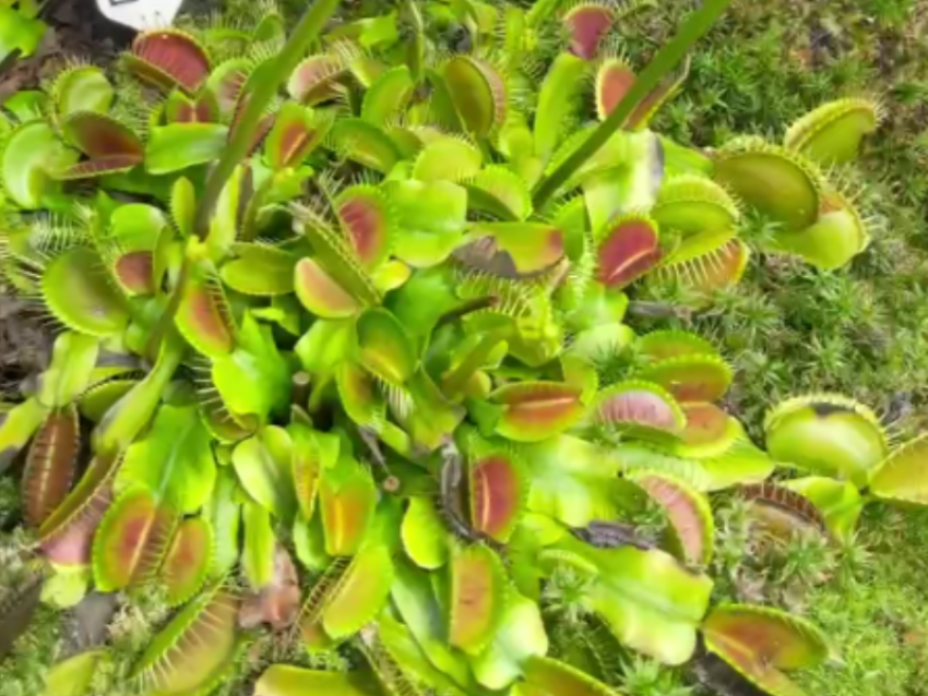 Зеленая хищница готовится к зимней охоте в Воронеже