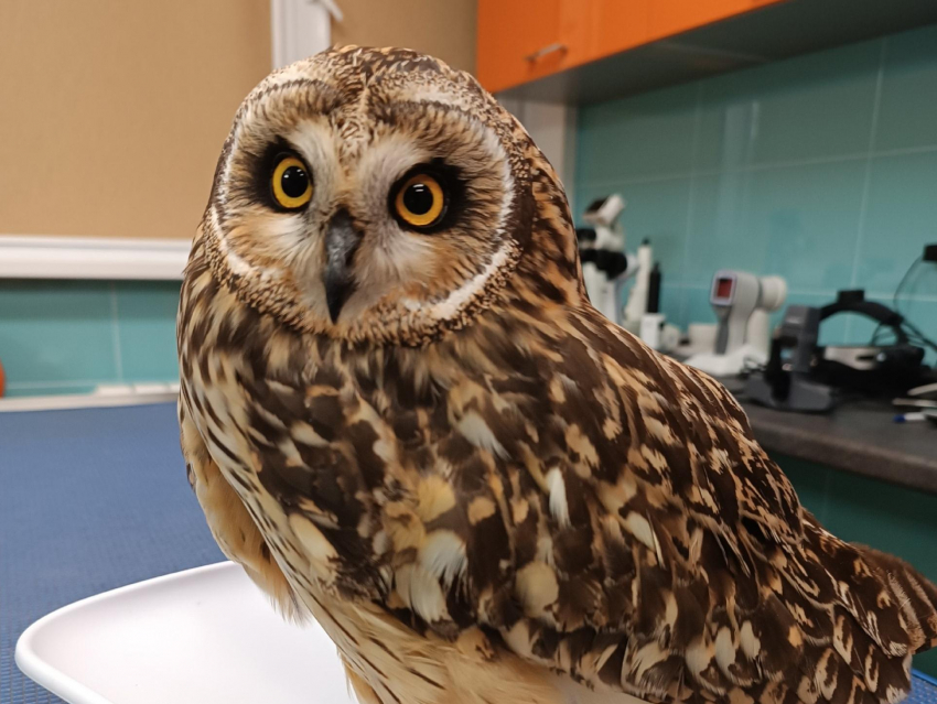 Врачи собрали крыло болотной сове после аварии на путях в Воронеже