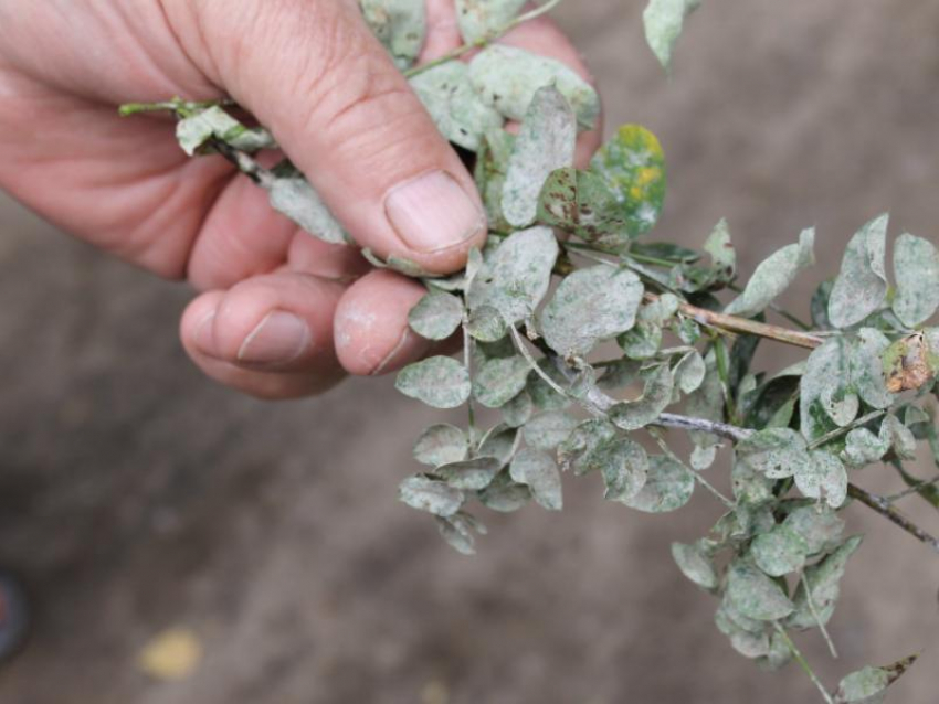 Асфальтобетонный завод обвинили в пылевом апокалипсисе под Воронежем