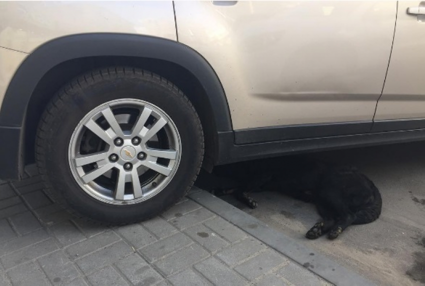 Автомобилисты Воронежа предупредили о собаках, которые прячутся от жары под колесами