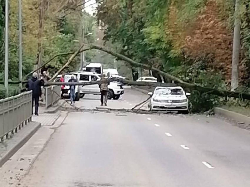 Рухнувшее дерево спровоцировало транспортный коллапс в Воронеже