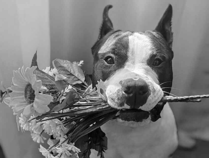 «Надеюсь, его смерть не была напрасной»: пес по кличке Люк погиб, провалившись в люк в Воронеже