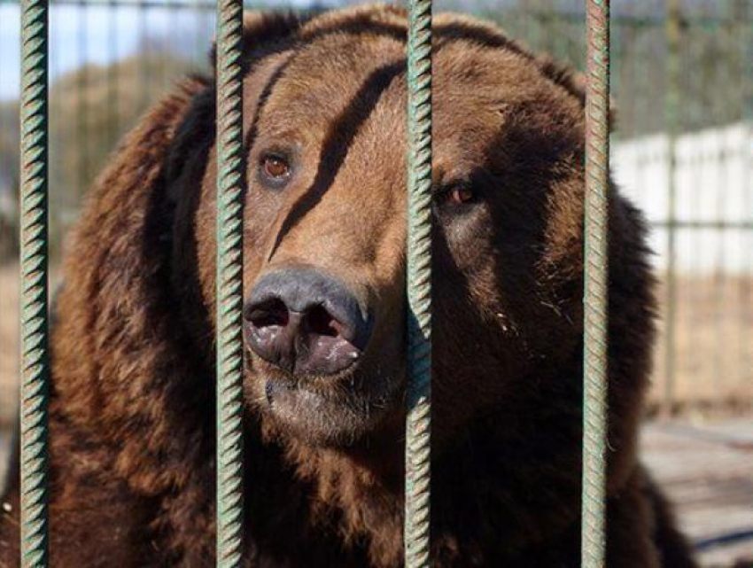 Стало известно, как убивший человека медведь смог сбежать из вольера под Воронежем