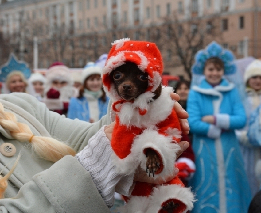 Самым оригинальным Дедом Морозом в Воронеже стал той-терьер