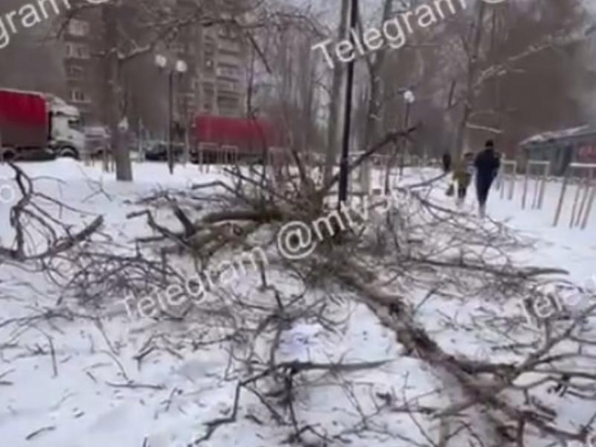 Суровая погода привела к падению дерева возле школы в Воронеже