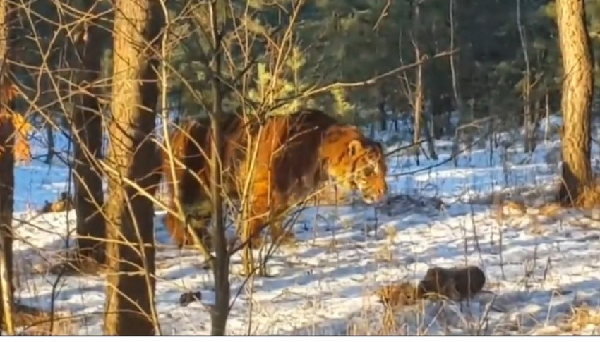 Тигры, помещенные в Воронежский зоопарк, чувствуют себя хорошо