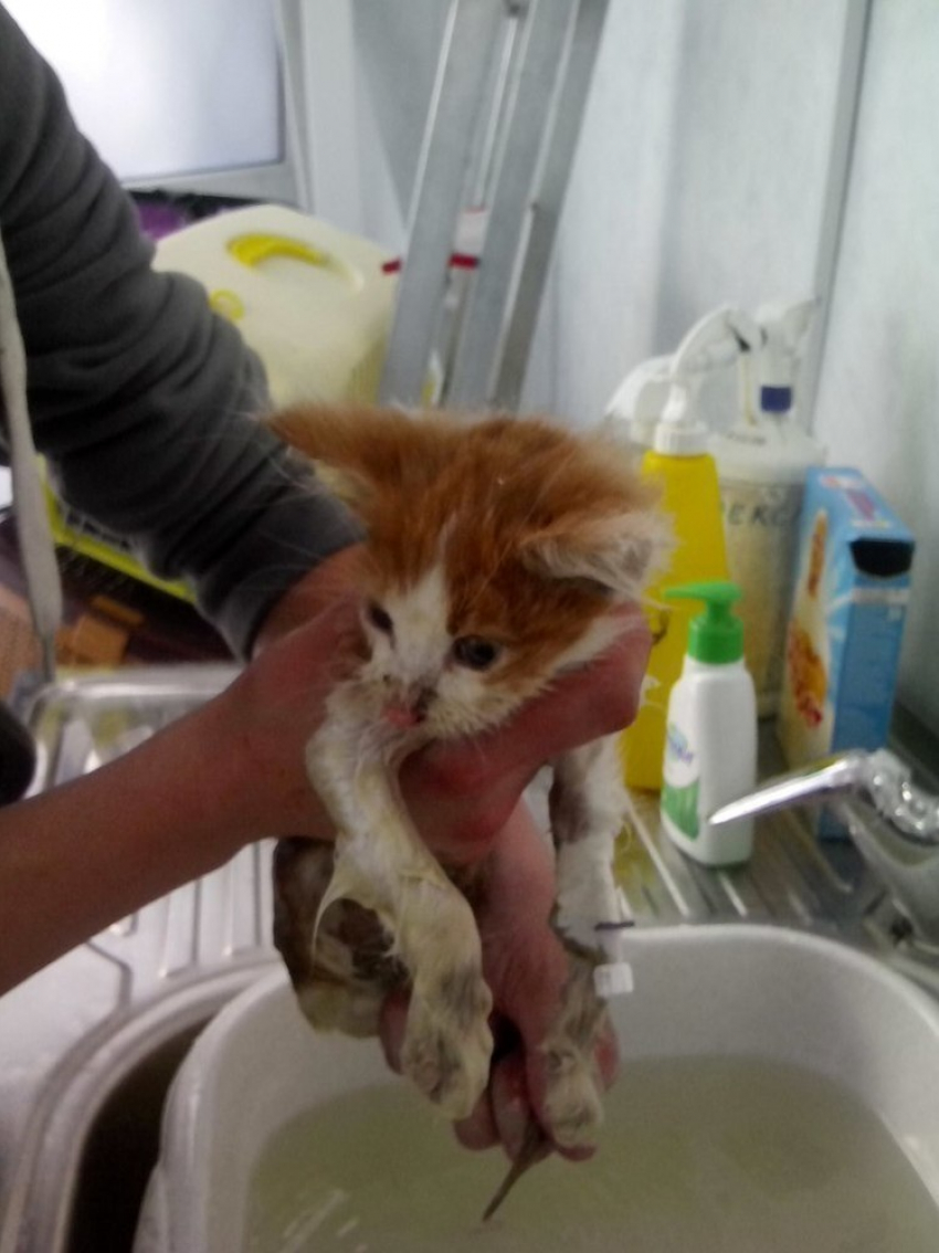 Воронежские зоозащитники пытаются спасти котят от «чумки» 