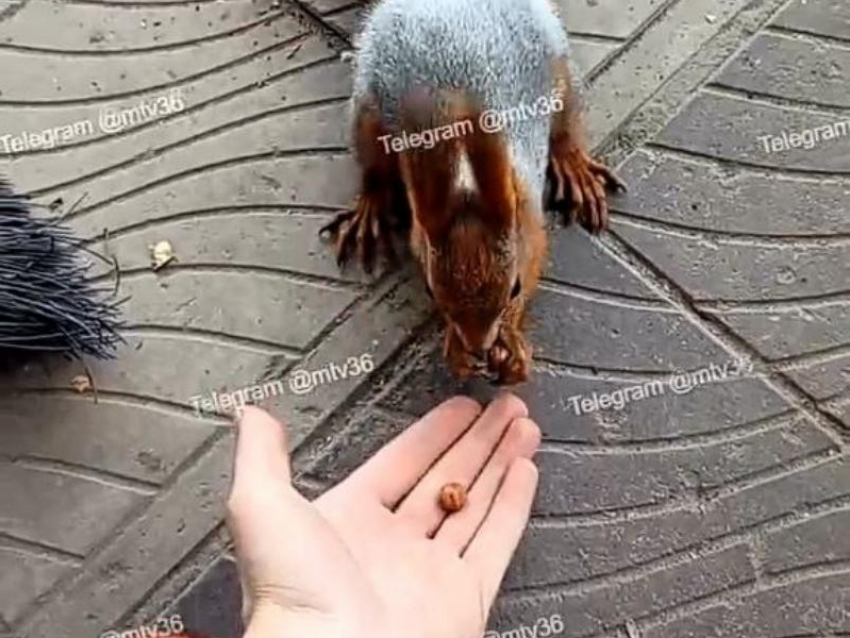 Чудеса дружбы показала воронежская белка Наташа