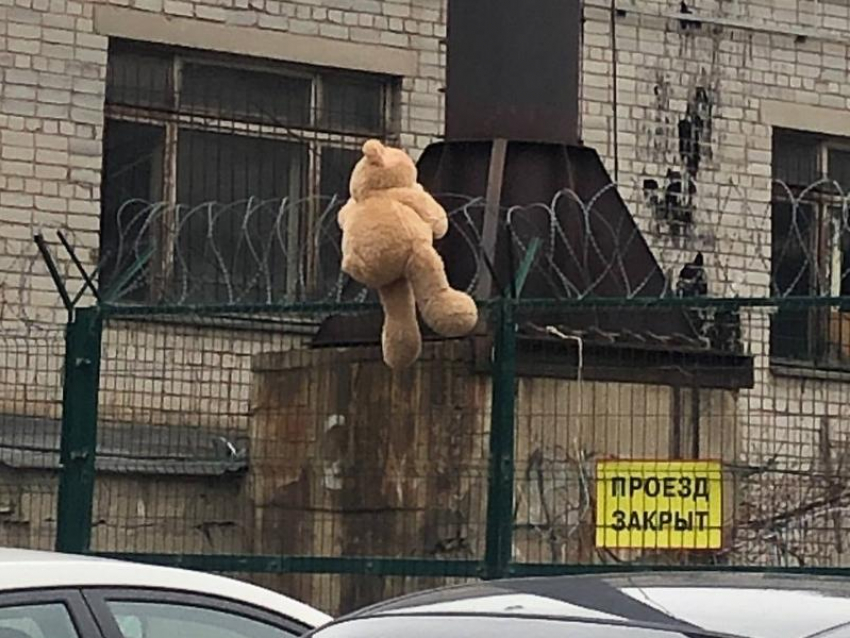 Медведя, запутавшегося в колючей проволоке, сфотографировали у воронежского парка «Динамо»