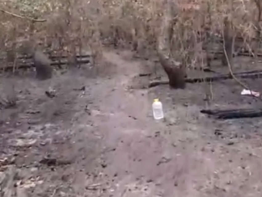 Последствия пожара в Северном лесу показали на видео в Воронеже