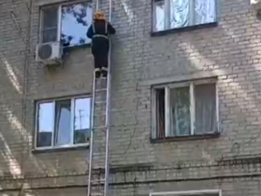 Упал с 4 этажа: спасение котенка попало на видео в Воронежской области