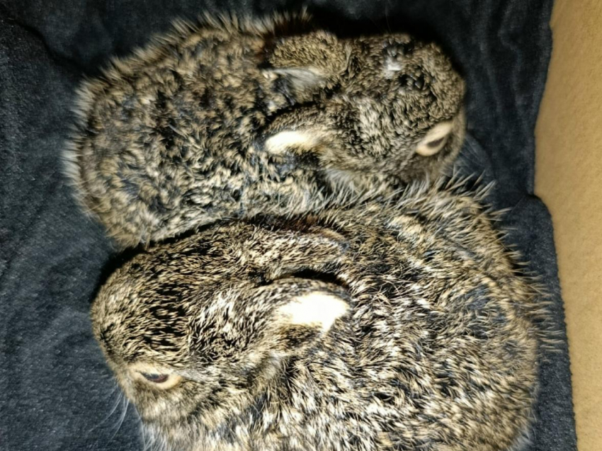 Ушастых малышей двух дней от роду спасли в Воронеже