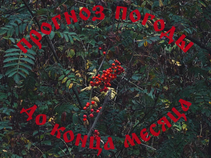 Осенний марафон: как воронежцам пережить последнюю неделю сентября