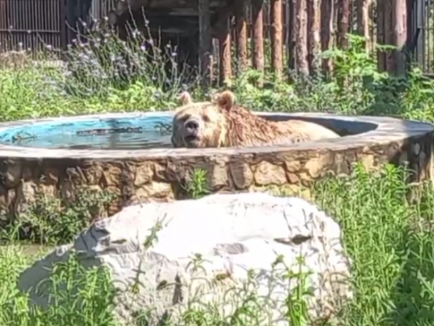 Воронежские медведи, кайфующие в бассейне, попали на видео