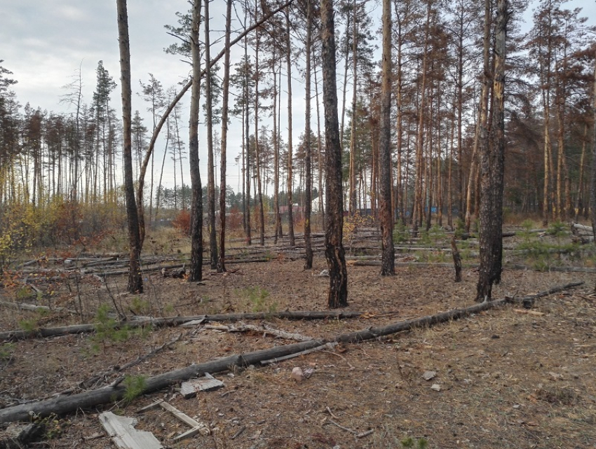 Деревья Северного леса вновь просверлили в Воронеже