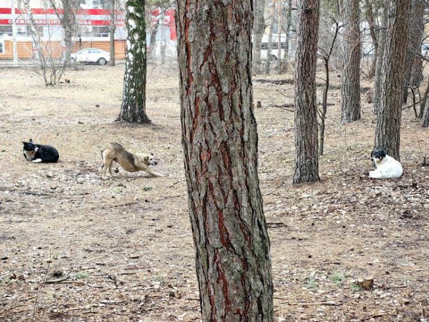 Воронежцы дали понять, что концессионер не избавился от стаи собак в парке «Танаис»