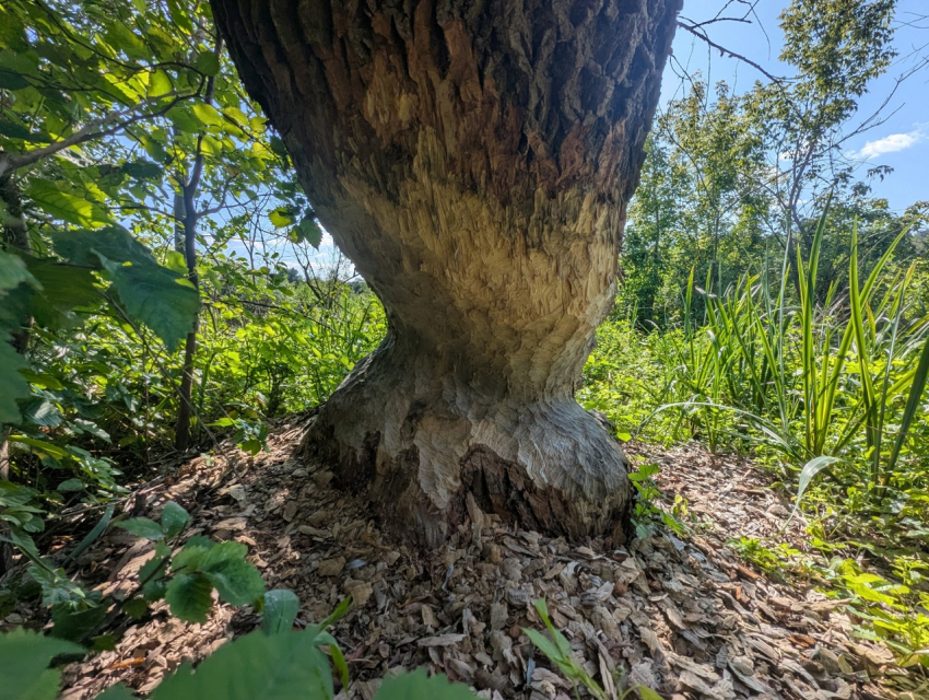 “Тонкую талию” придали дереву воронежские бобры