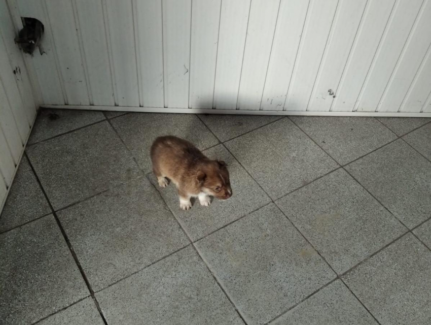 Воронежцы призвали спасти жизнь крошечному щенку, брошенному на улице и людьми, и собаками