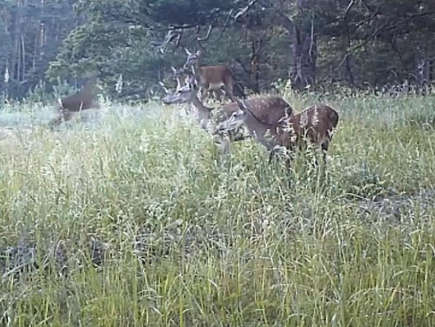 Скоростные забавы оленят сняла камера в Воронежском заповеднике