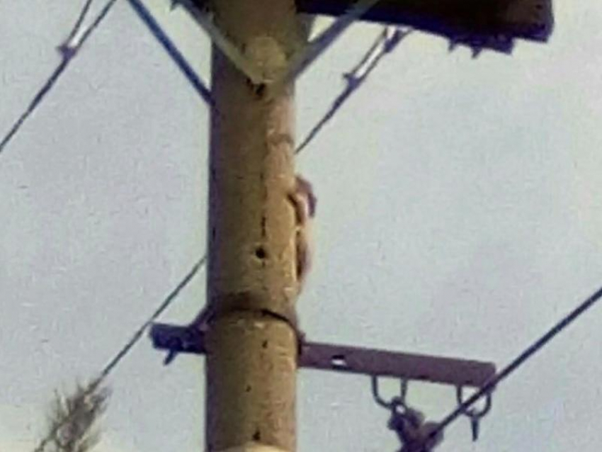  Отважный и глупый поступок белки сняли в воронежском микрорайоне 