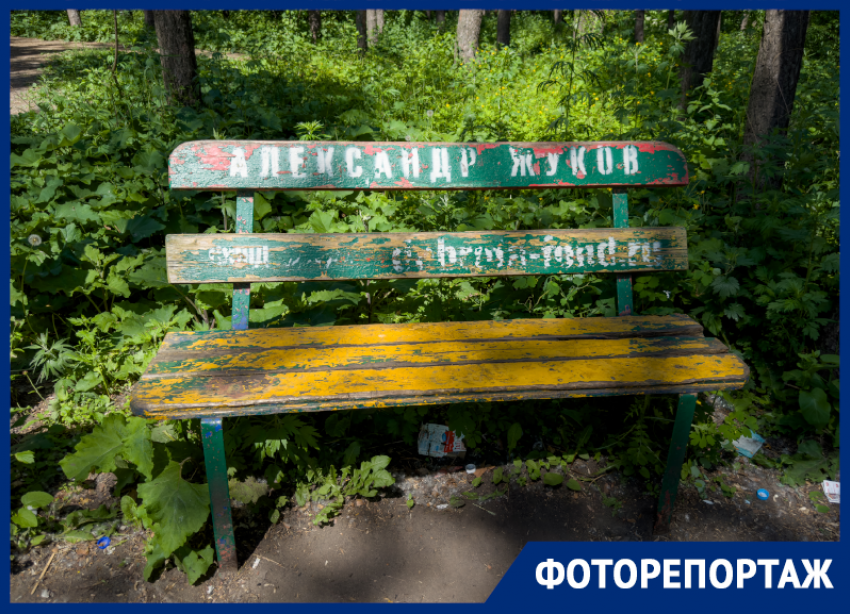  Парк с депутатскими лавочками превратился в сорняковый кошмар в Воронеже 