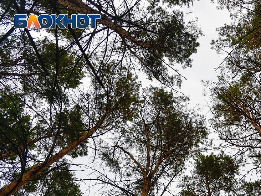 Поиск, которого не случилось: историю об отзывчивости поведали воронежцам