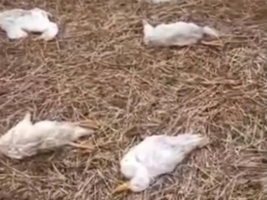 80 трупов гусей со свернутыми шеями обнаружили в воронежском селе
