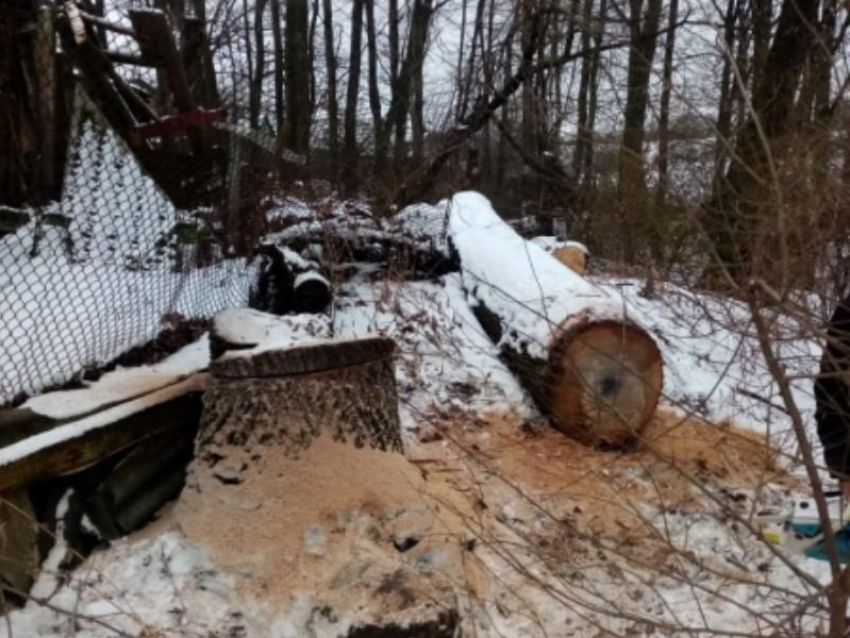 Воронежец спилил дуб ради отопления дома и попал под уголовное дело