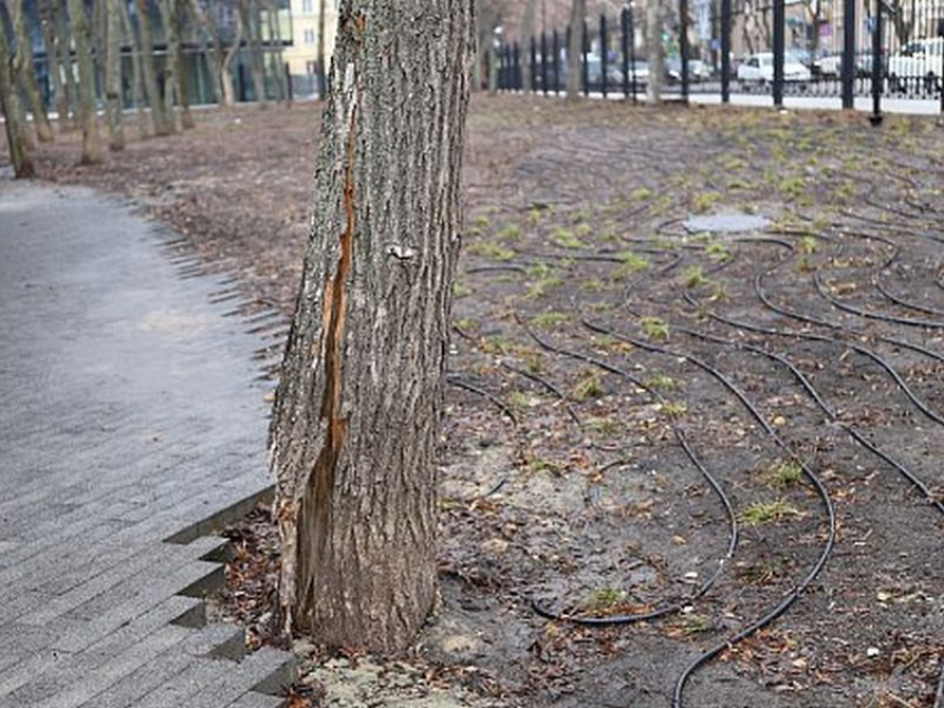 В беспощадной вырубке деревьев парка «Орленок» уличили мэрию Воронежа