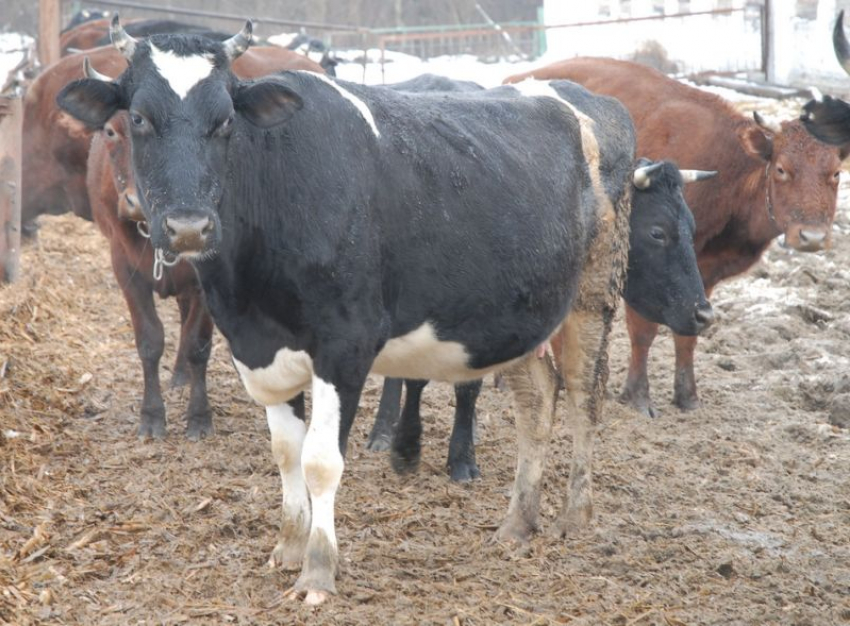 Из-за неизлечимой болезни крупного рогатого скота введен карантин в селе Воронежской области