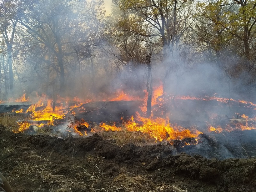 Природные пожары захватили 80 гектаров в Воронежской области
