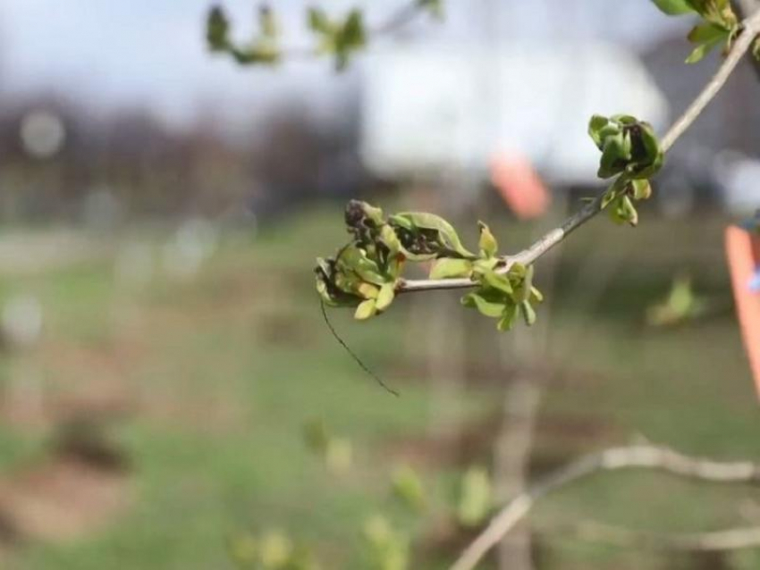 Районные субботники начнут проводить раньше месячника благоустройства в Воронеже