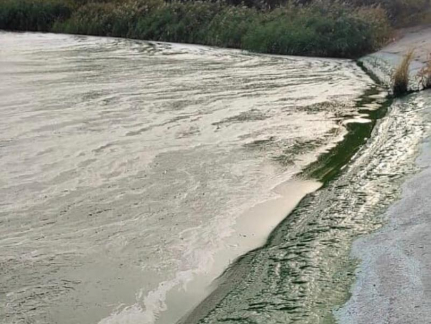 Происхождение зеленой пены на Воронежском водохранилище объяснили эксперты