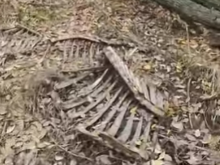 Свалку скелетов нашли на берегу реки в Воронеже 
