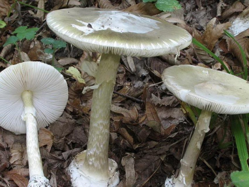 Восемь человек умерли после отравления грибами в Воронежской области