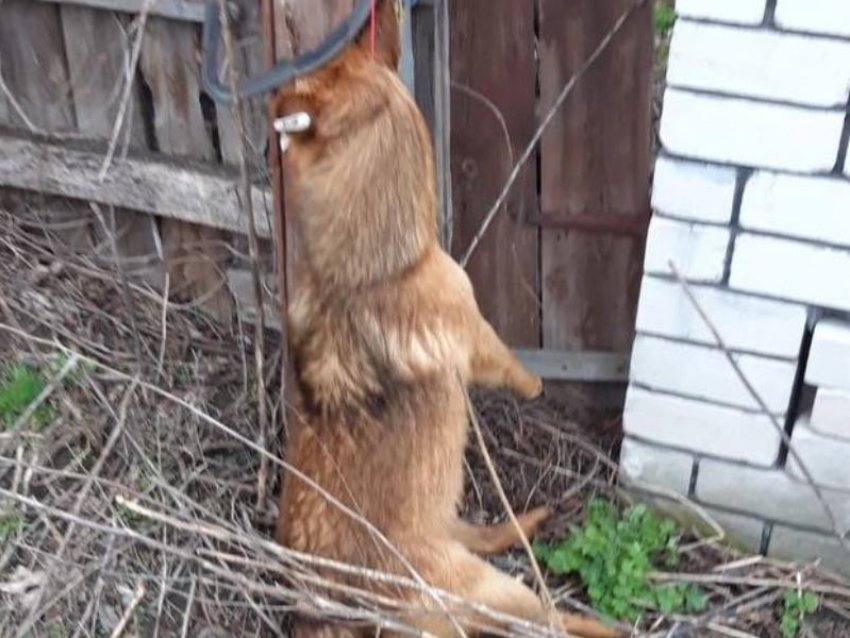 "Самая добрая собака на свете была", – повешенного пса обнаружили в Воронежской области