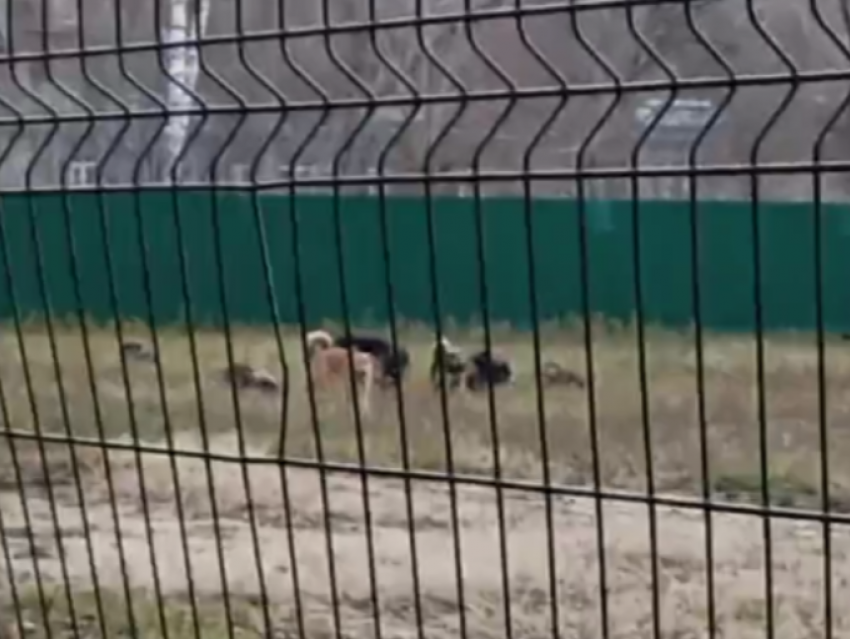 "Страшно ходить по улице!”: жителей Воронежа пугает стая собак у школы