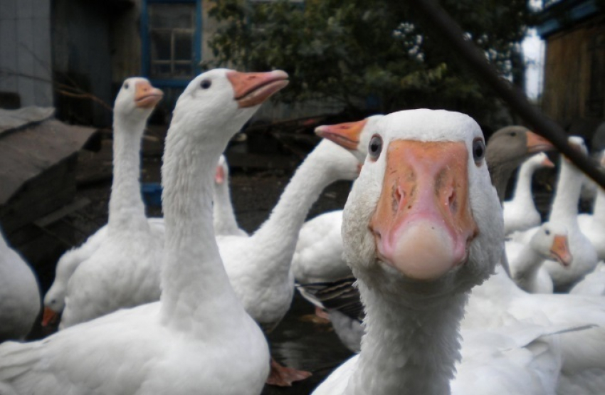Пьяный воронежец задушил трех украденных гусей и лег с ними спать