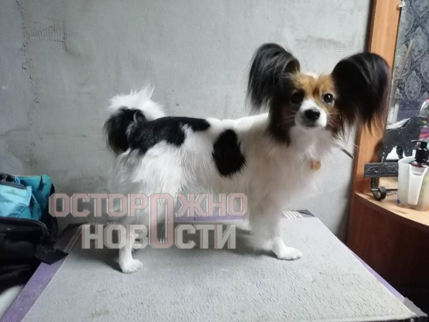 Проводник «проворонил» Шуру на станции в Воронежской области: ведутся поиски 