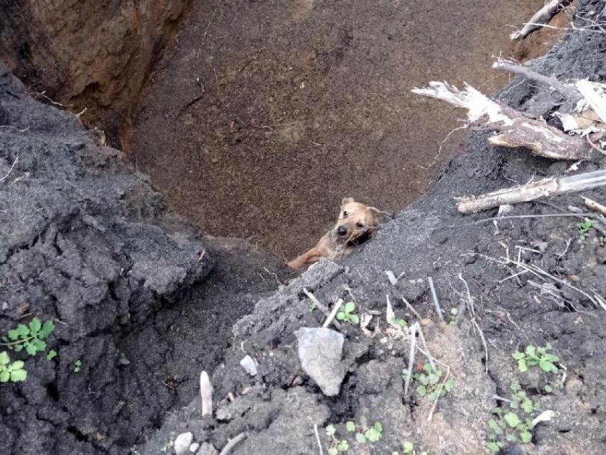 Пережившая мучения собака бросилась есть траву сразу после спасения в Воронежской области