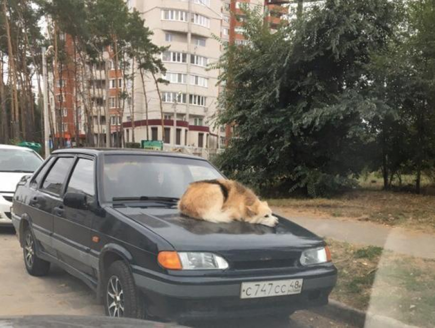 Живую сигнализацию на ВАЗ показали на фото в Воронеже