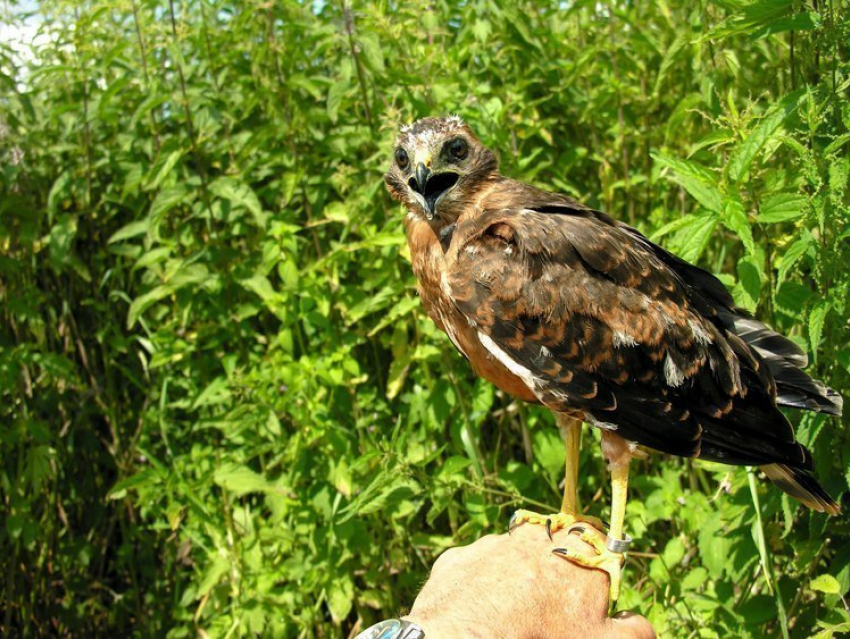 Воронежскую окольцованную птицу нашли со смертельными ранами под Белгородом
