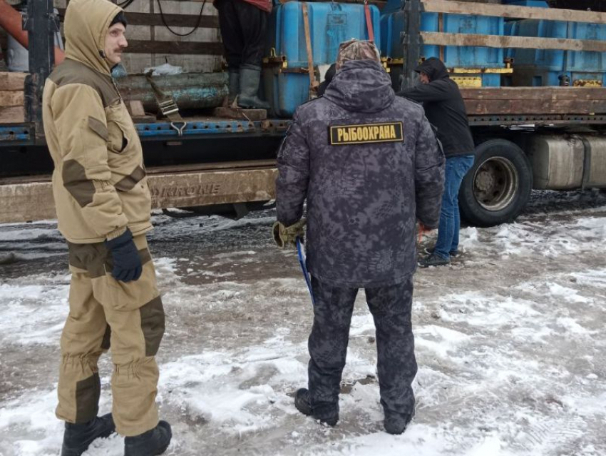 Сотни тысяч мальков амура и толстолобика выпустили в Воронежское водохранилище