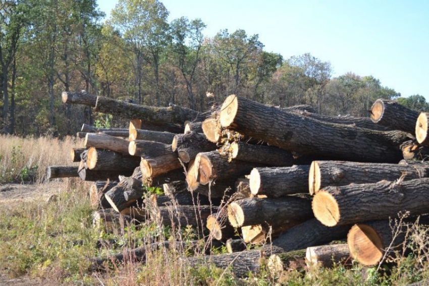 Воронежцы сообщили о безжалостной вырубке 400-летнего леса