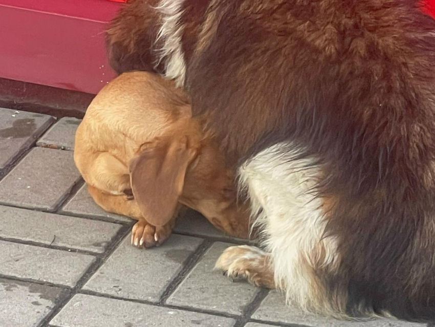 Трогательную заботу продемонстрировала дворняжка в Воронежской области