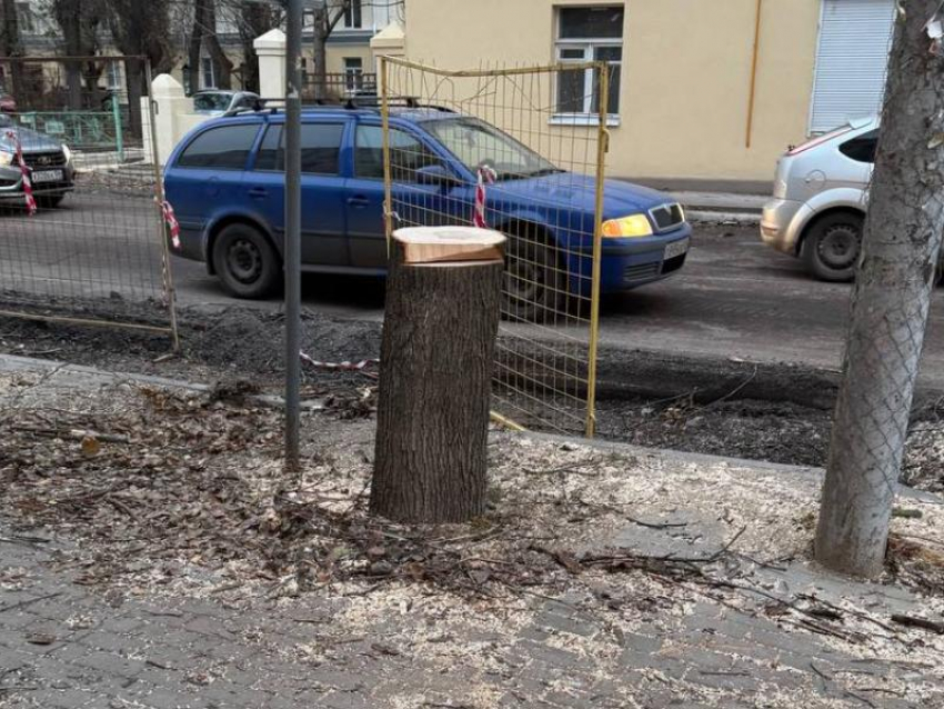 Стала известна причина массовой вырубки деревьев в центре Воронежа