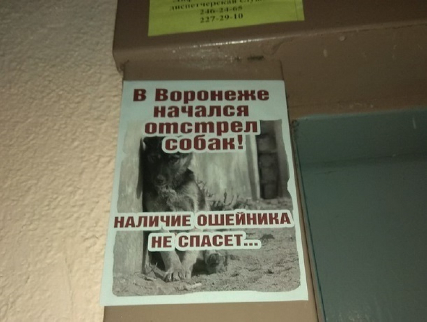 В Воронеже расклеивают объявления об отстреле собак 