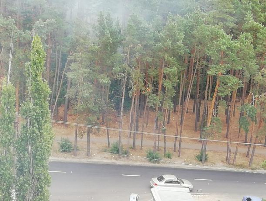 Лесной пожар у больницы «Электроника» попал на видео в Воронеже