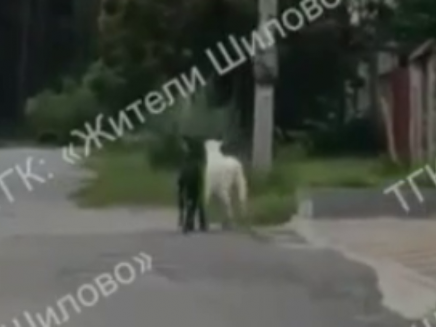 Маленькие козлята показали как выглядит настоящая дружба в Воронеже