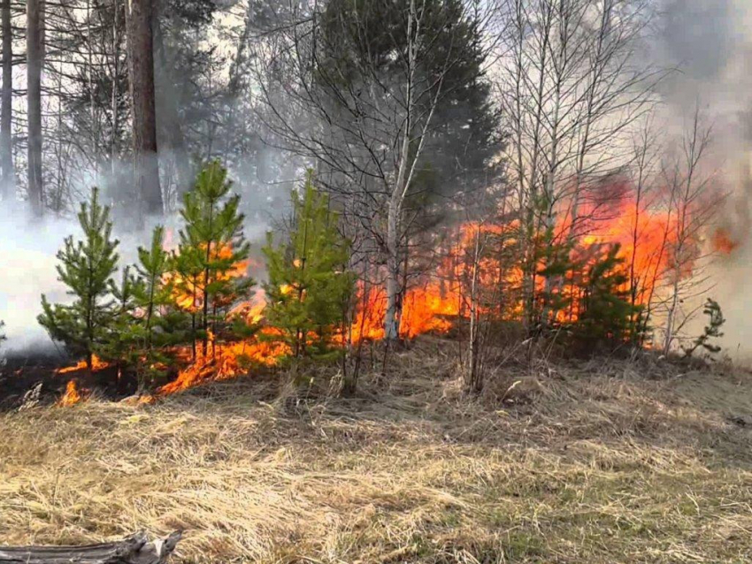 Очередной пожар в Воронежском заповеднике уничтожил площадь в  2,8 га 